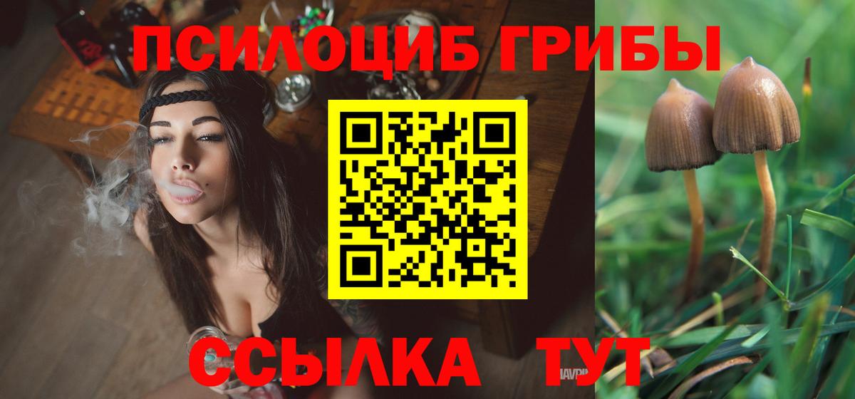 Псилоцибиновые грибы Psilocybine cubensis Бердск